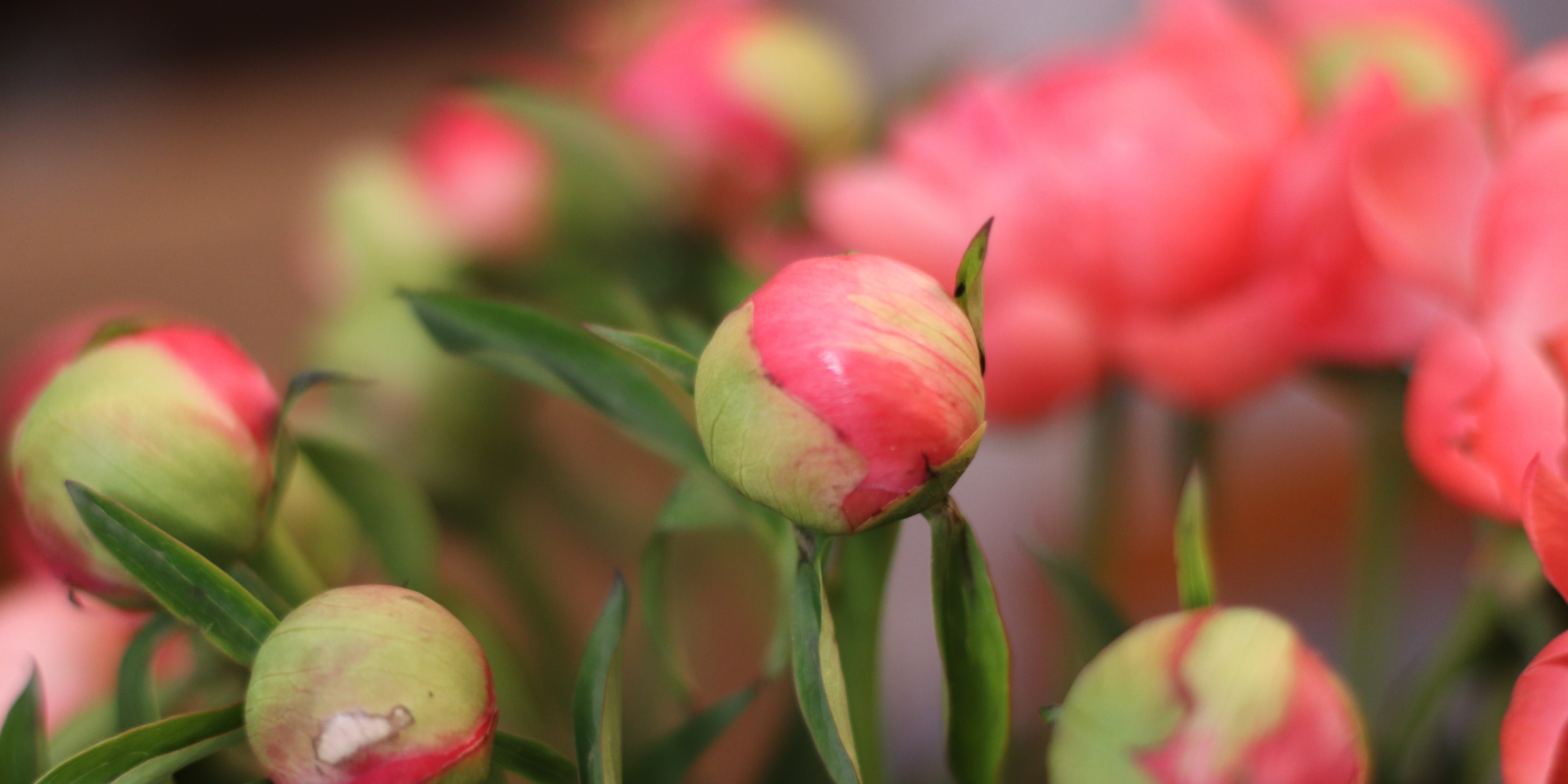 bouquet de pivoines 